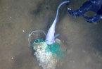 蛟龙号在7062米海底发现多种生物