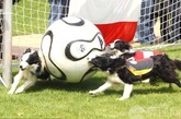 2008年6月15日，欧锦赛如火如荼进行之际，在奥地利进行了一场德国与奥地利之间的小狗足球赛，对阵“双方”身穿德国和奥地利的球衣，踢起球来有模有样。图片来源：环球网