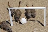 当地时间2010年6月18日，德国Magdeburg，动物园的猫鼬参加迷你足球赛。图片来源：环球网