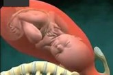 胎儿准备出生

