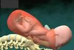 揭开生育的奥秘：图解胎儿出生全过程(图)