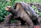 世界最后一只象龟去世 年龄有100岁