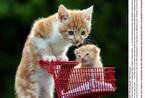 英国猫兄弟流浪记 瞄星小Baby寻新家求包养！ 
