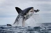 英国摄影师Dan Callister拍摄的大白鲨捕食海豹的画面令人惊骇不已。摄影师Dan定期会前往南非开普敦的海豹岛观光摄影。为拍摄到完美画面，他用海豹作为诱饵来引诱大白鲨。一头大白鲨跃出海面捕捉海豹时，由于用力过猛，不幸掉了一颗牙齿，但这丝毫未影响其在空中舞动身体，暴食海豹的精彩表演。
　　开普敦的海豹岛主要以鲨鱼捕捉食物的方式闻名于世。大白鲨从翻滚的波浪下面跳出水面，嘴里叼着捕捉到的海豹。当地的人们把鲨鱼出没的区域称为“死亡圈”，因为在鲨鱼出没的区域，海豹无一幸免
。