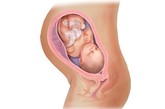 完美孕育全面解析：廿七周

胎儿现在体重已有900克左右，身长大约达到38厘米。可以看到胎儿头上已长出了短短的胎发。男孩的睾丸尚未降下来，女孩的小阴唇已开始发育。这时胎儿的听觉神经系统也已发育完全，对外界声音刺激的反应更为明显。气管和肺部还未发育成熟，但是胎儿的呼吸动作仍在继续。 有些孕妇在这时会发现乳房偶尔会分泌出少量乳汁，这是正常的。这时应该开始做乳房的护理，佩带合适乳罩，每天坚持擦洗乳头，为今后的母乳喂养做好准备。

