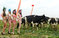 “奶牛选美大赛” 比基尼美女助阵引围观 