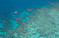 大堡礁会在20 50年消亡吗