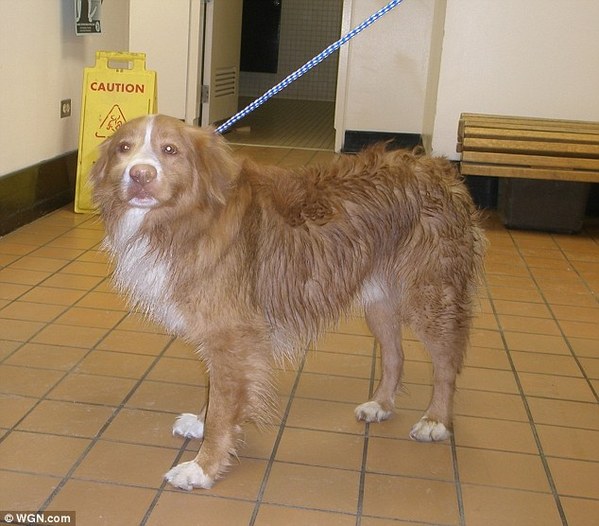 美一男子勇跳冰湖救被困金毛猎犬