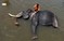 斯里兰卡大象孤儿院为15头新生小象取名