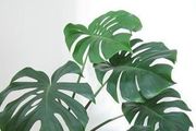 这5种植物最能吸毒气 家里一定要放一盆（组图）