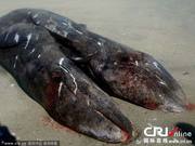 组图：墨西哥现罕见连体小鲸鱼尸体