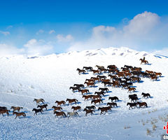 新疆天山雪原现万马奔腾景象