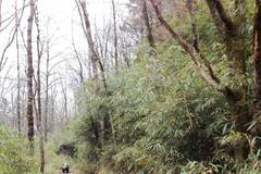 村民路遇大熊猫