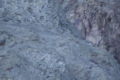 有保护色的雪豹