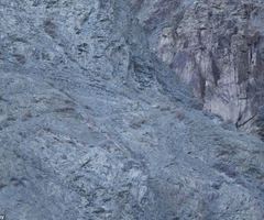 有保护色的雪豹