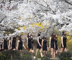 韩国模特女学生樱花树下上课