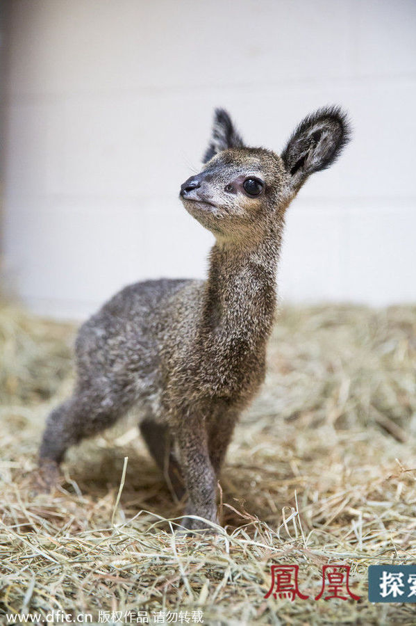 美国林肯动物园诞生首只山羚宝宝 大眼睛好奇