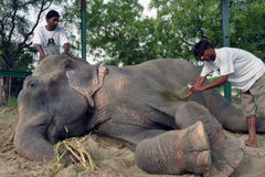 大象被虐待50年获救后感动流泪