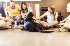 为一只狗安乐死