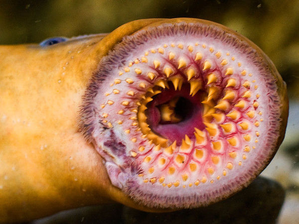 恐怖七鳃鳗在北美成入侵种:附在鱼身吸血啃肉