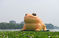 北京玉渊潭公园惊现巨型蟾蜍 体型超大黄鸭 