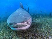 摄影师巴哈马遇好奇虎鲨 相机前凹造型求上镜 