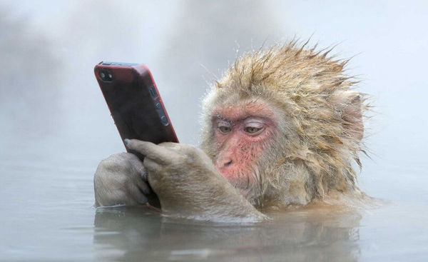 日本猴子边泡温泉边玩手机 网友:悟空又调皮了_科技频道_凤凰网