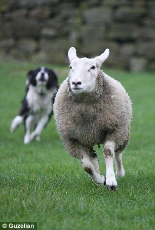 牧羊犬是狗和羊交配产生的品种吗?-余下全文>> _感人网