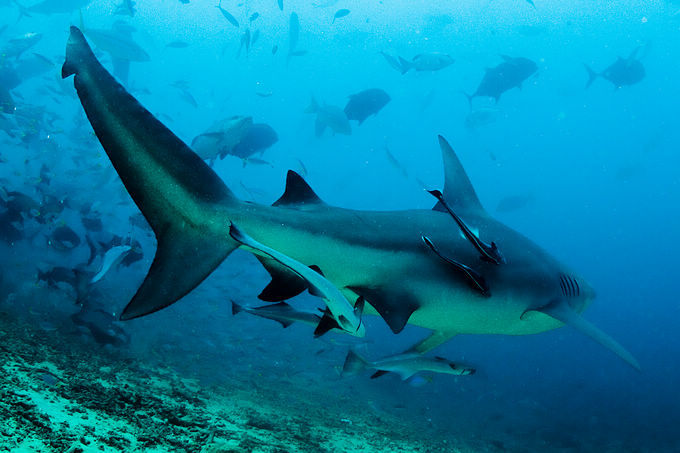无保护深海潜水喂鲨鱼 最惊险的潜水