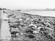 武汉部分市民燃放孔明灯 污染江滩岸