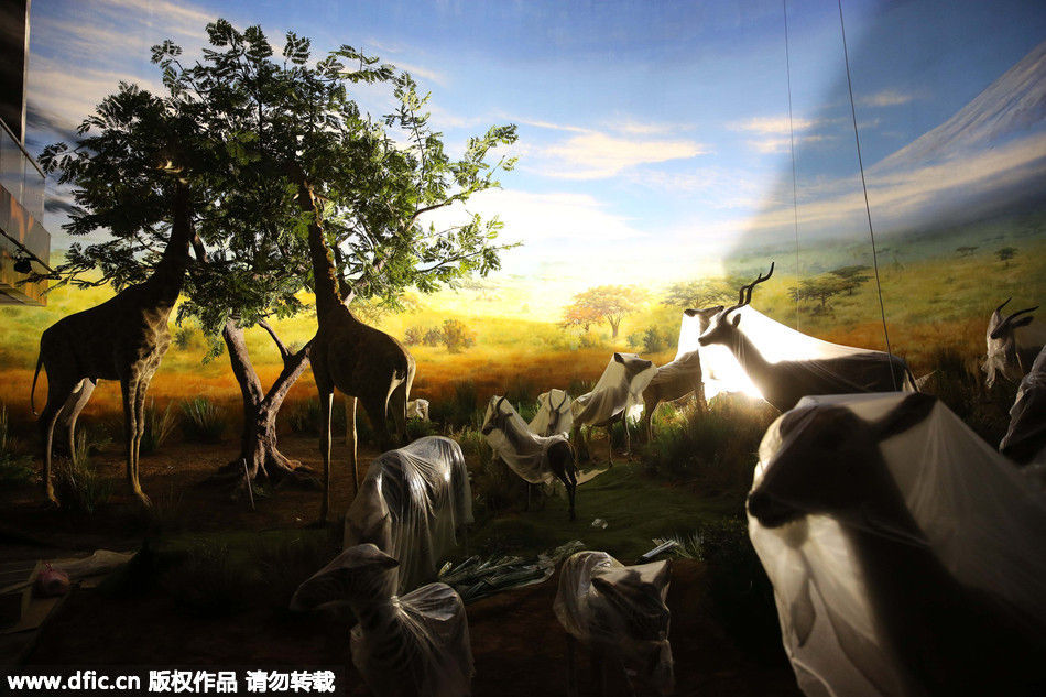 新西兰基督城租车公司遍布机场周边 各类车型