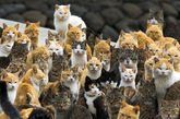 三.日本猫岛
在日本偏远岛屿青岛(Aoshima)上，有大量野猫生活。无论你看向哪里，在岛上都可看到猫，它们的数量已经超过岛上居民人数的6倍。当初岛上居民引入猫，只是为了对付随渔船上岛的老鼠。随着时间推移，猫的数量越来越多。现在，青岛上生活着120多只猫，而人类居民很少，主要是二战后居住在这里的老年人。(实习编辑：谭婉仪)
