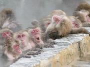 北海道函馆热带植物园群猴享受温泉 表情享受