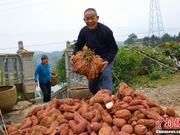  湖北一村民种出“巨无霸”红薯 重达37斤