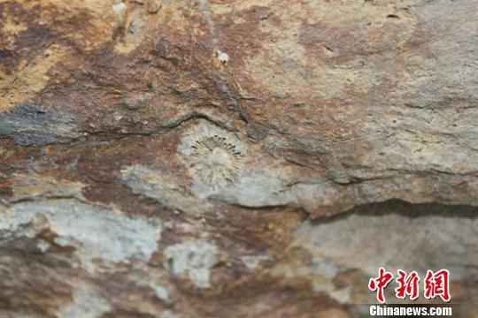 甘肃武威发现4至6亿年前海洋古生物化石