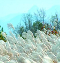 寻找绝美秋色——济南植物园的五彩缤纷