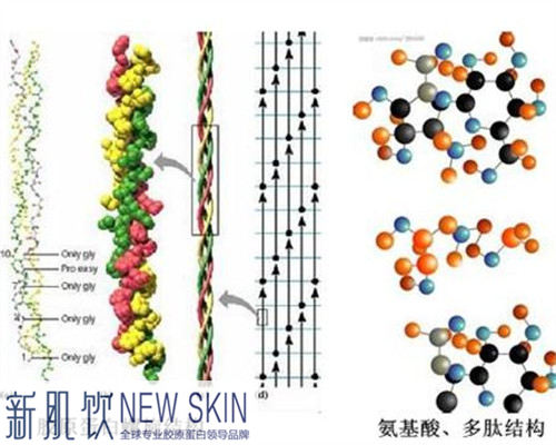 纳米级胶原蛋白核心技术造就核心优势