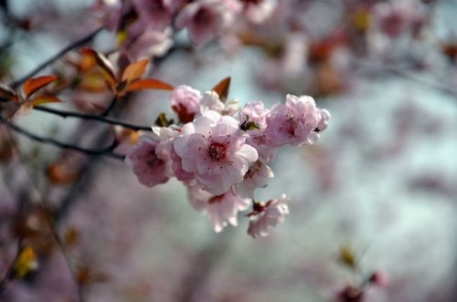 阿里山樱花 （图片来源:微图）