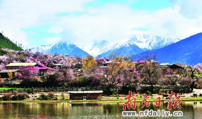 每到3月下旬，西藏东南部高原的桃花会争艳绽放。