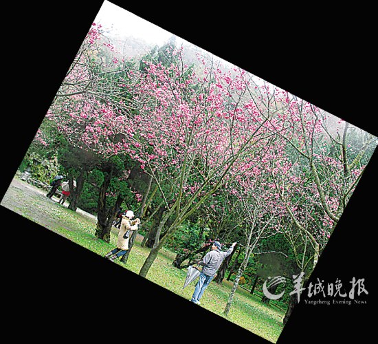 每年二月到三月底，台北阳明山上开满粉红色的樱花