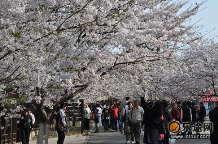 中山公园樱花盛开