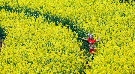 三月到武隆看油菜花