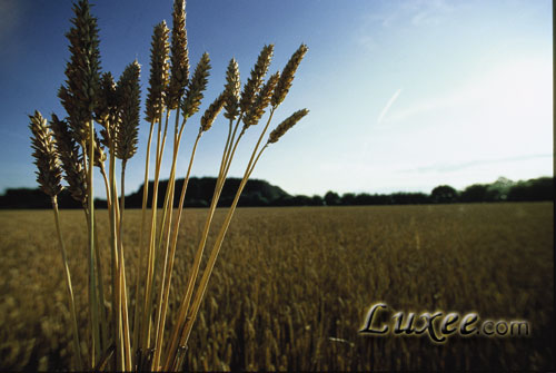 Absolut原料-优质冬小麦
