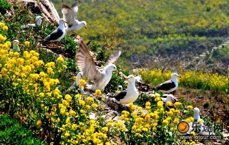 海驴岛上的原始居民——黑尾鸥