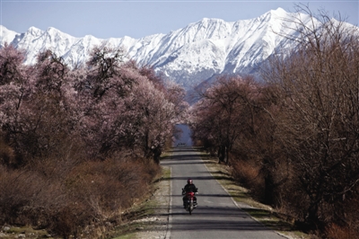 滇藏线海拔较低的地方，在3月底都已经桃花如云，波密的桃花最为热烈拥挤。