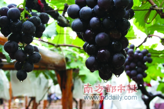 农民摘葡萄_农民葡萄收入增加(3)