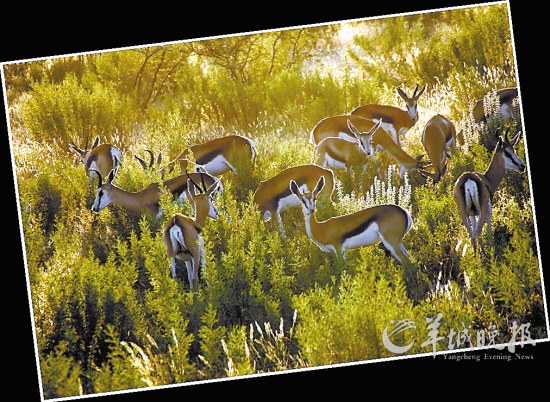 收入证明_非洲 中等收入国家(3)