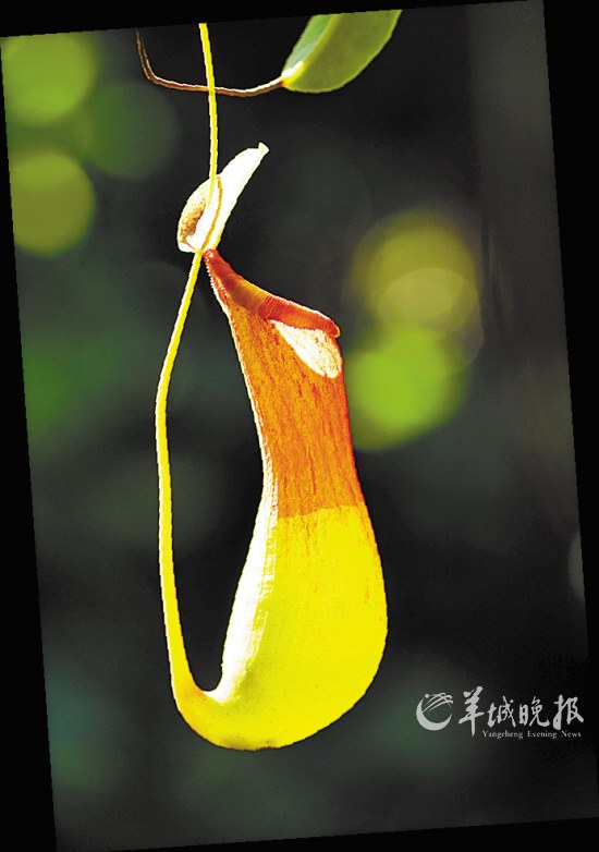 深圳仙湖植物园：阳光下的猪笼草