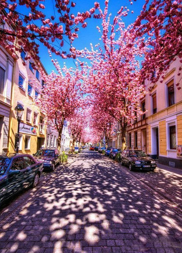 德国波恩小城拥有全球最美街道