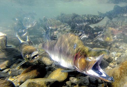 　　知床的河流中溯流而上的鲑鱼（20日摄于北海道斜里町）